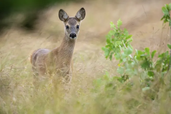 Framed Print : Fawn of a roe deer (Capreolus capreolus) in a meadow