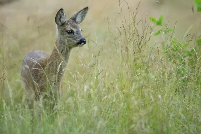 Framed Print : Fawn of a roe deer (Capreolus capreolus) in a meadow