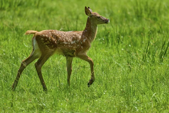 Framed Print : Fawn running playfully and full of joy across the summer meadow Framed Print : Fawn running playfully and full of joy across the summer meadow