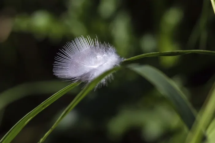 Framed Print : Down feather