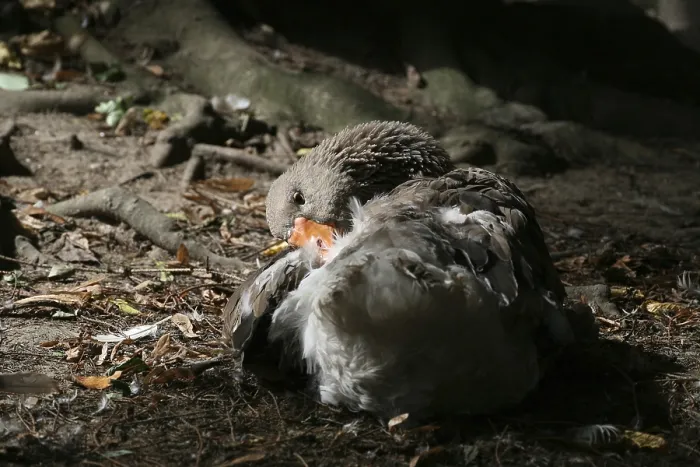 Framed Print : Feather care on land
