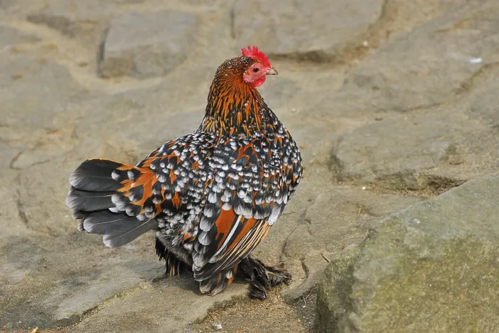 Framed Print : Feather-footed bantam, hen Framed Print : Feather-footed bantam, hen