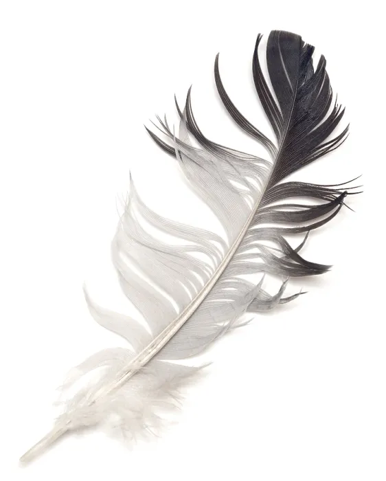 Framed Print : Feather isolated on white background Framed Print : Feather isolated on white background