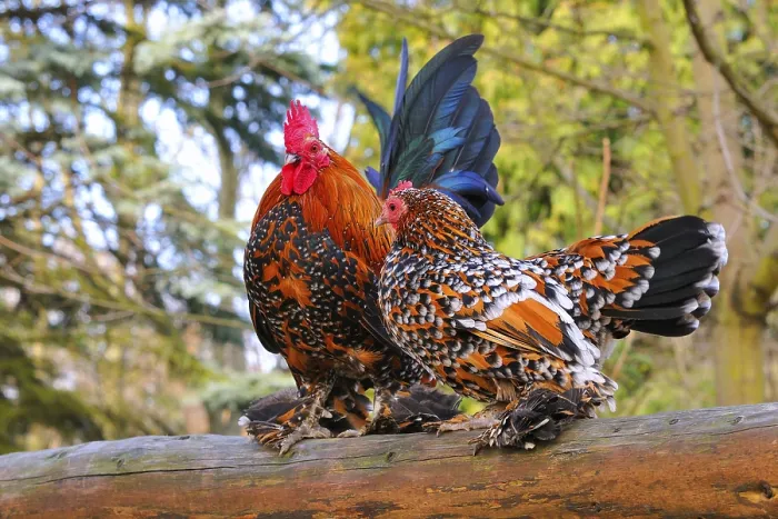 Framed Print : Feathered bantams, pair Framed Print : Feathered bantams, pair