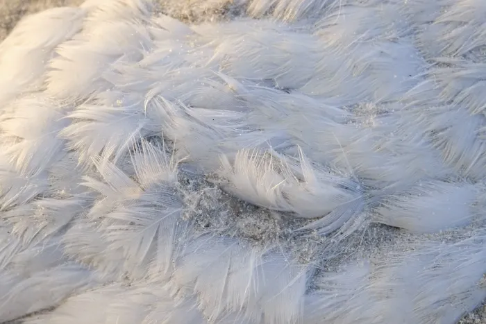 Framed Print : Feathers of a seagull, Juist, Toewerland