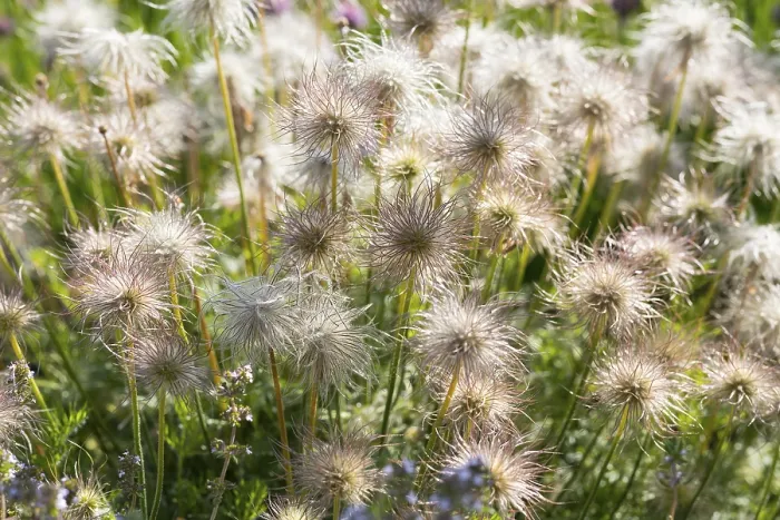 Framed Print : Feathery fruits shortly in front of ripening of the Pasque flower (Pulsatilla vulgaris)