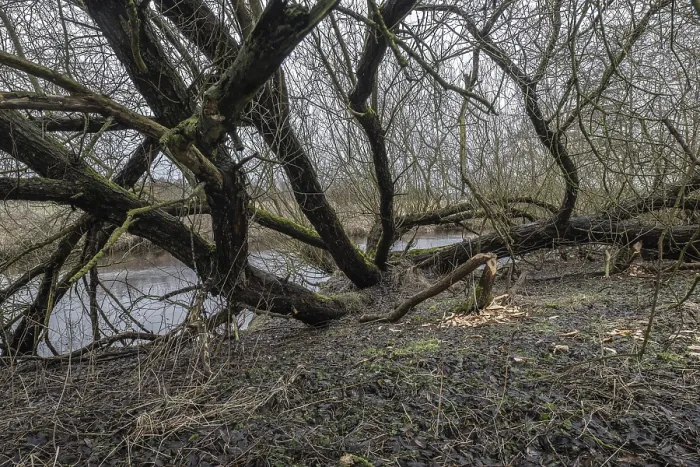 Framed Print : Feeding traces of beavers (Castor fieber) on willows (Salix)