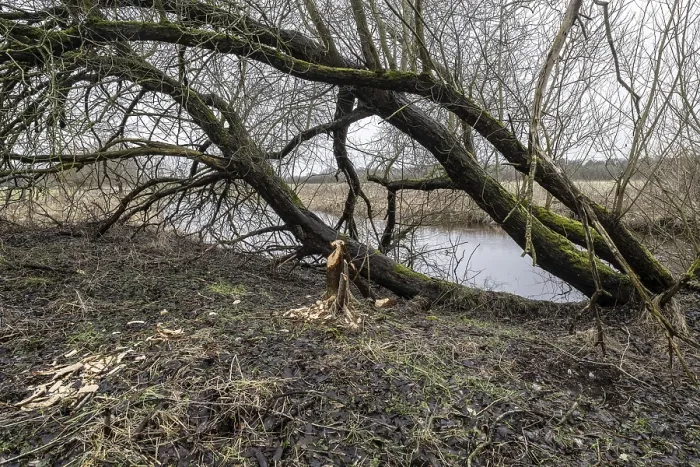 Framed Print : Feeding traces of beavers (Castor fieber) on willows (Salix)