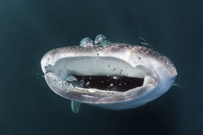 Framed Print : Feeding whale shark (Rhincodon typus)