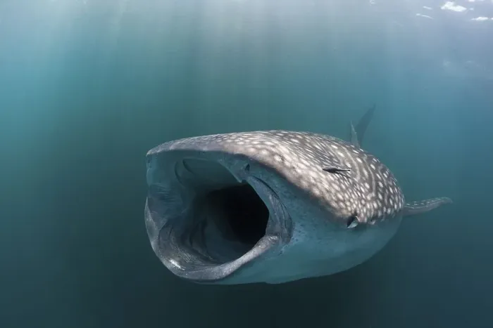 Framed Print : Feeding whale shark (Rhincodon typus)