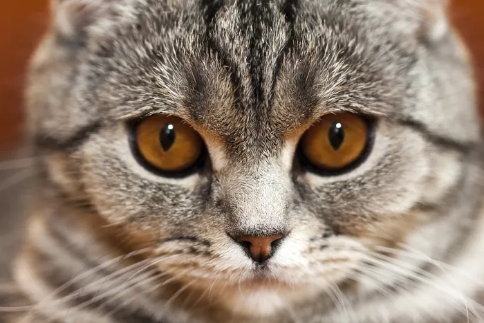 Framed Print : Feline animal pet british domestic cat looking eye
