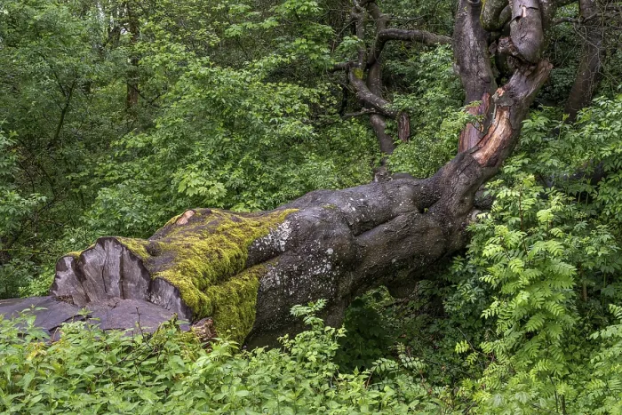 Framed Print : Felled tree overgrown with moss in the forest at Schaumberg Framed Print : Felled tree overgrown with moss in the forest at Schaumberg