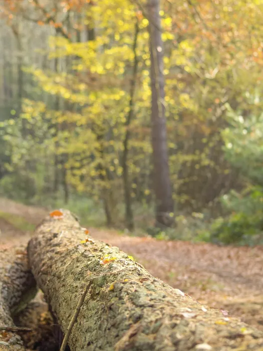 Framed Print : A felled tree trunk in the forest surrounded by autumn leaves and soft sunlight