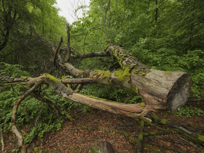 Framed Print : Felled tree trunk in the Sababurg primeval forest