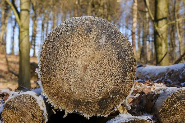Framed Print : Felled tree trunks, cut surface with hoarfrost