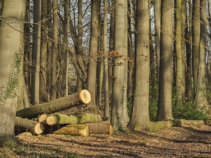 Framed Print : Felled tree trunks lying on the forest floor between tall tree trunks in the sunlight Framed Print : Felled tree trunks lying on the forest floor between tall tree trunks in the sunlight