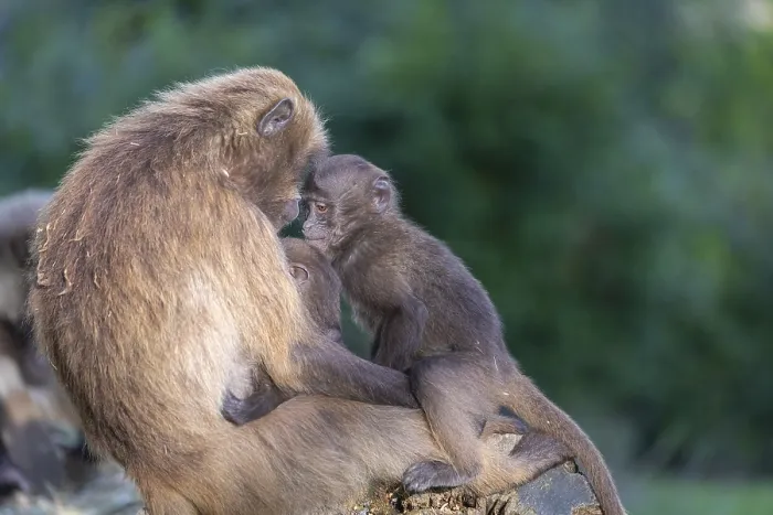 Framed Print : One female with 2 baby Gelada (Theropithecus gelada) Framed Print : One female with 2 baby Gelada (Theropithecus gelada)