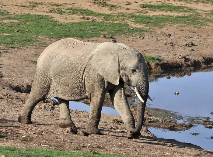 Framed Print : A female African Elephant in the Addo Park Framed Print : A female African Elephant in the Addo Park