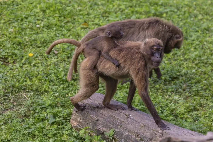 Framed Print : One female with one baby Gelada (Theropithecus gelada)