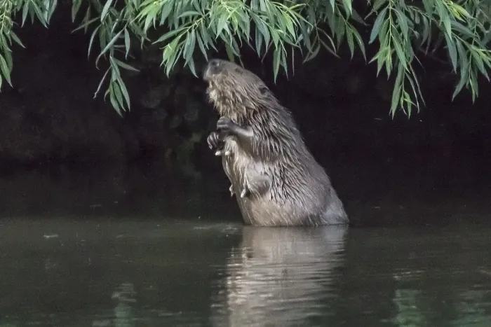 Framed Print : Female beaver (Castor fiber) eats willow leaves
