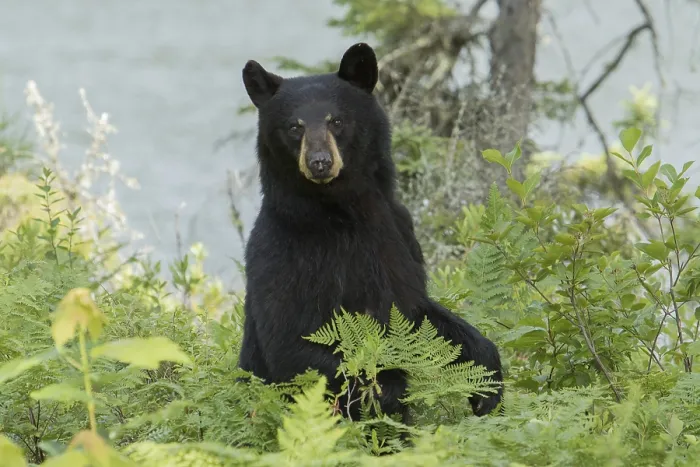Framed Print : Female black bear (Ursus americanus)