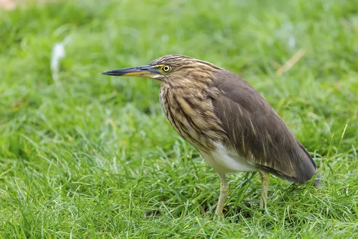 Framed Print : A female black-crowned night heron (Nycticorax nycticorax) or black-capped night heron stands in a green meadow Framed Print : A female black-crowned night heron (Nycticorax nycticorax) or black-capped night heron stands in a green meadow