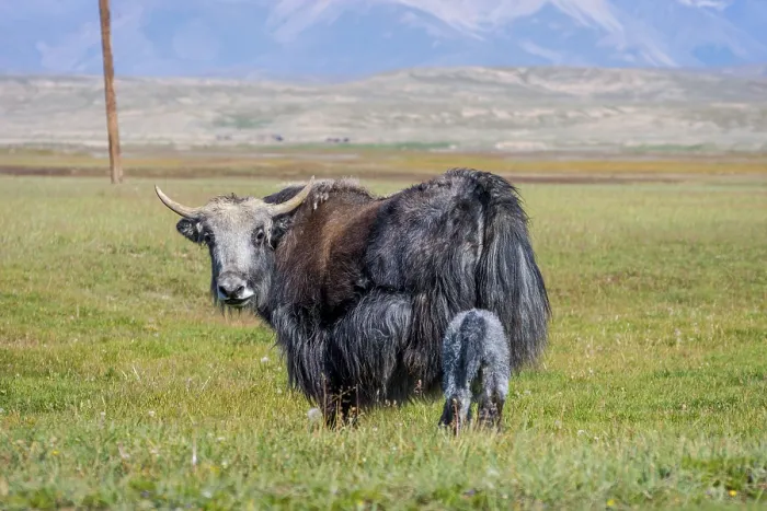 Framed Print : Female black yak with its baby in the pasture