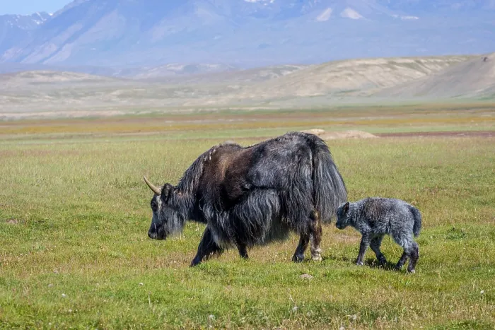 Framed Print : Female black yak with its baby in the pasture Framed Print : Female black yak with its baby in the pasture