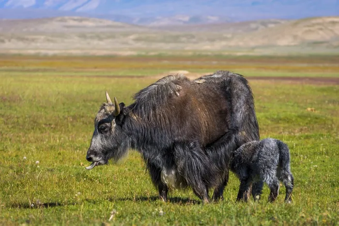 Framed Print : Female black yak with its baby in the pasture