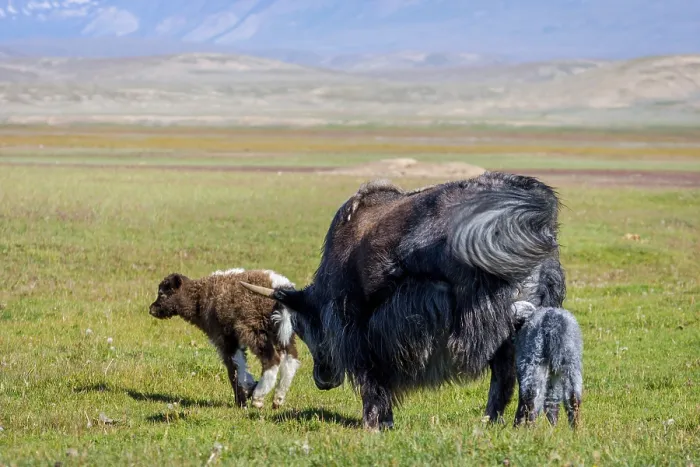 Framed Print : Female black yak with its baby in the pasture