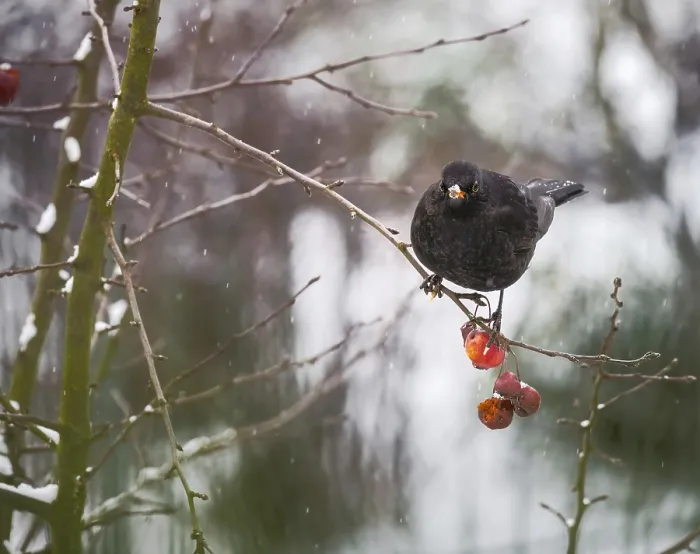 Framed Print : Female blackbird sitting an apple tree with fruits