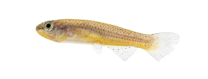 Framed Print : Female Blue lyretail fish, Fundulopanchax gardneri