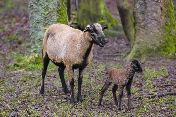 Framed Print : A female Cameroon or Cameroon Dwarf sheep