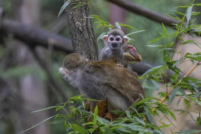 Framed Print : One female Central American squirrel monkey