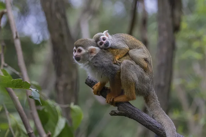 Framed Print : One female Central American squirrel monkey Framed Print : One female Central American squirrel monkey