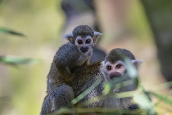 Framed Print : One female Central American squirrel monkey
