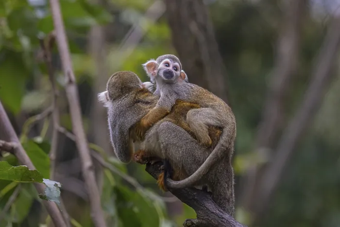 Framed Print : One female Central American squirrel monkey