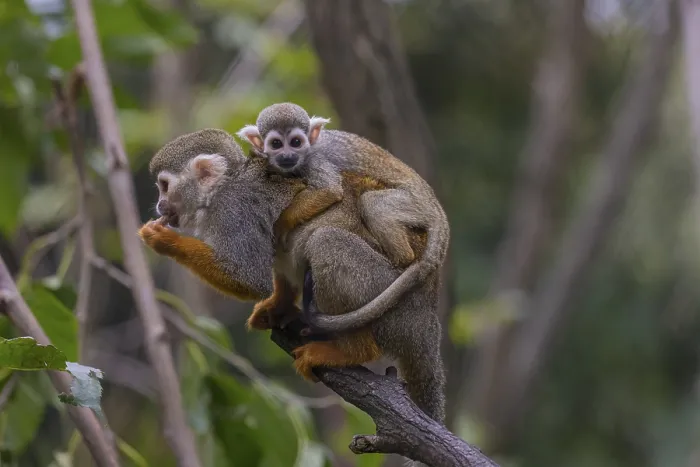 Framed Print : One female Central American squirrel monkey Framed Print : One female Central American squirrel monkey