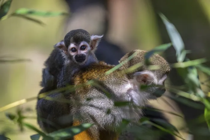 Framed Print : One female Central American squirrel monkey
