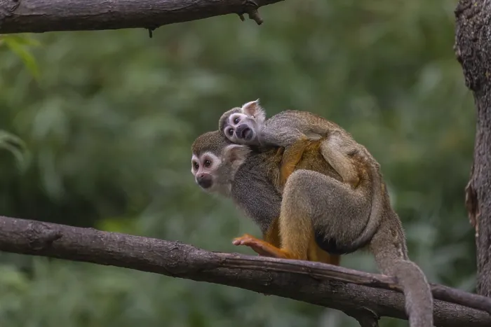 Framed Print : One female Central American squirrel monkey
