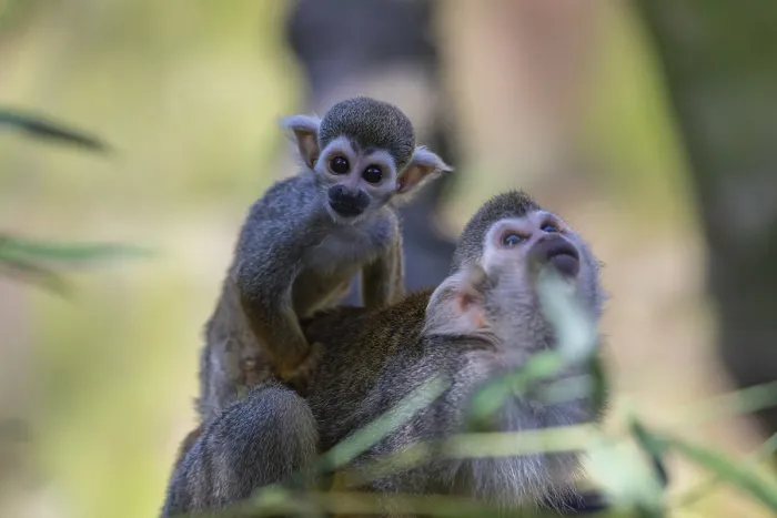 Framed Print : One female Central American squirrel monkey Framed Print : One female Central American squirrel monkey