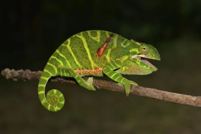 Framed Print : Female chameleon (Furcifer timoni) Framed Print : Female chameleon (Furcifer timoni)