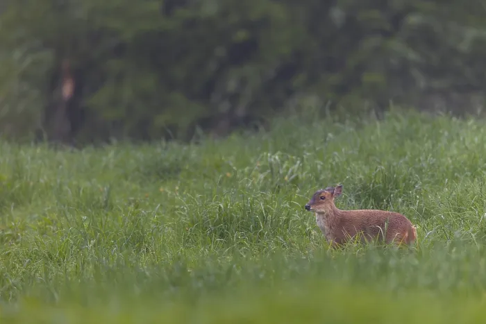 Framed Print : A female Chinese muntjac (Muntiacus reevesi) in the pouring rain in a meadow