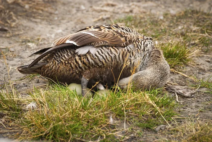 Framed Print : Female common eider laying eggs in Svalbard