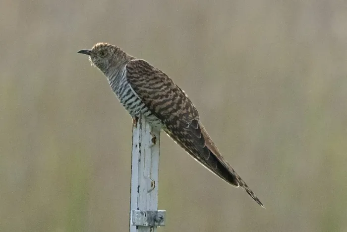 Framed Print : Female cuckoo sitting on wooden post looking left Framed Print : Female cuckoo sitting on wooden post looking left