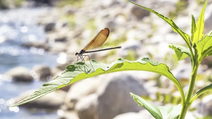 Framed Print : Female damselfly Calopteryx haemorrhoidalis on plant leaf