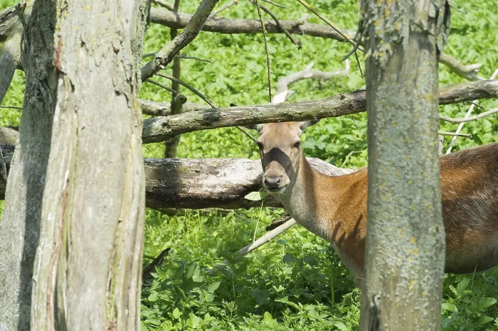 Framed Print : Female deer in the Dutch Oostvaardersplassen