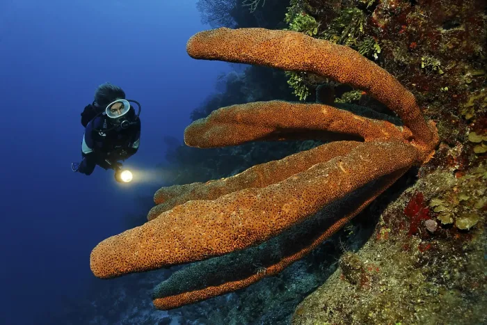 Framed Print : Female diver with a lamp looking at a wonderful example of a Brown tube sponge (Agelas conifera) Framed Print : Female diver with a lamp looking at a wonderful example of a Brown tube sponge (Agelas conifera)