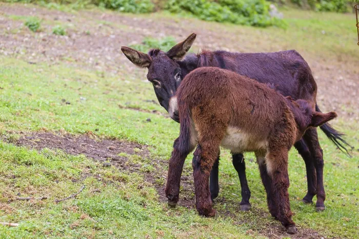 Framed Print : A female domestic donkey, Equus (africanus) asinus nurses her young on a green paddock