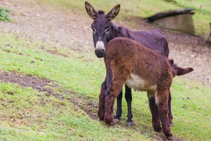 Framed Print : A female domestic donkey, Equus (africanus) asinus nurses her young on a green paddock